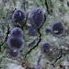 Megalaria laureri